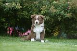 BORDER COLLIE 1247